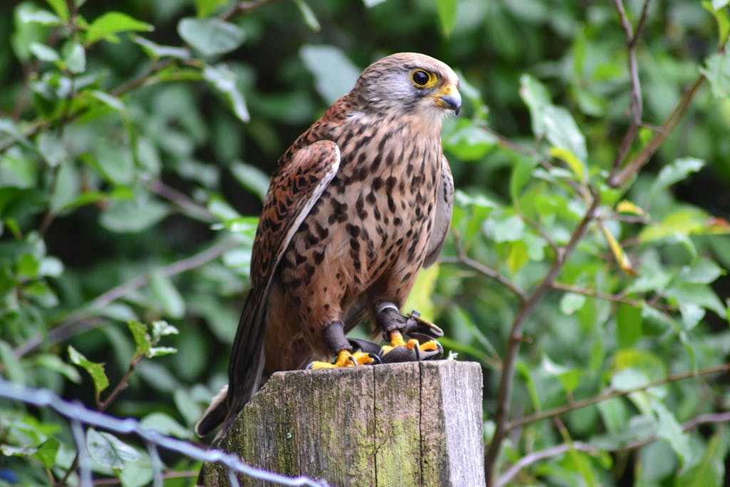 meaning of a hawk