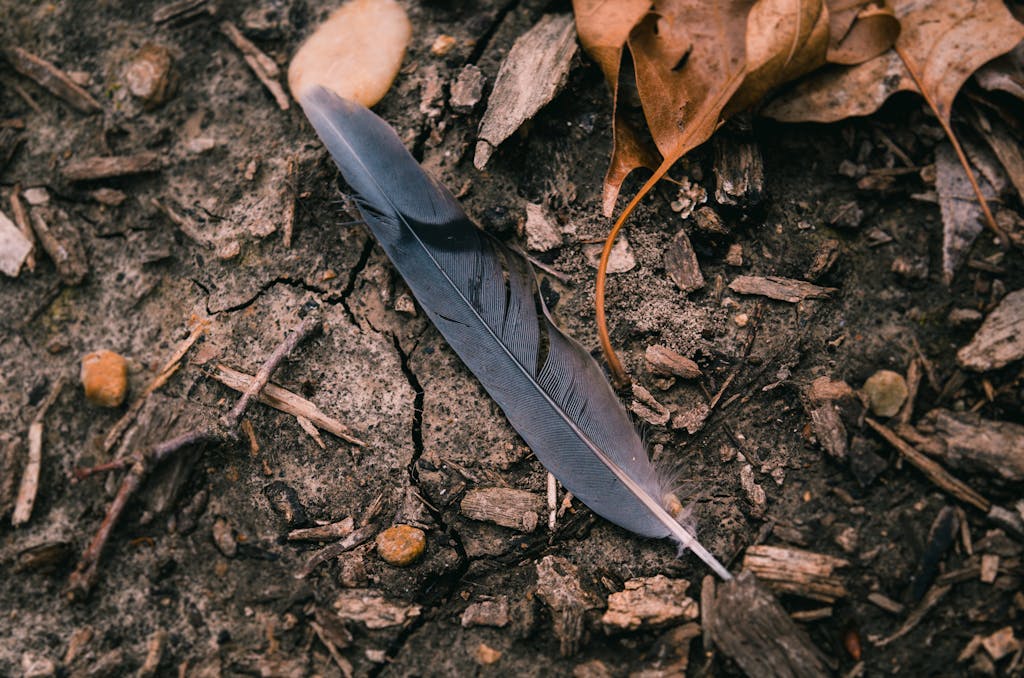 meaning of a black feather