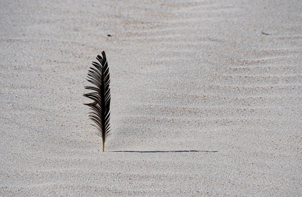 meaning of a black feather