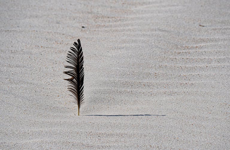 meaning of a black feather
