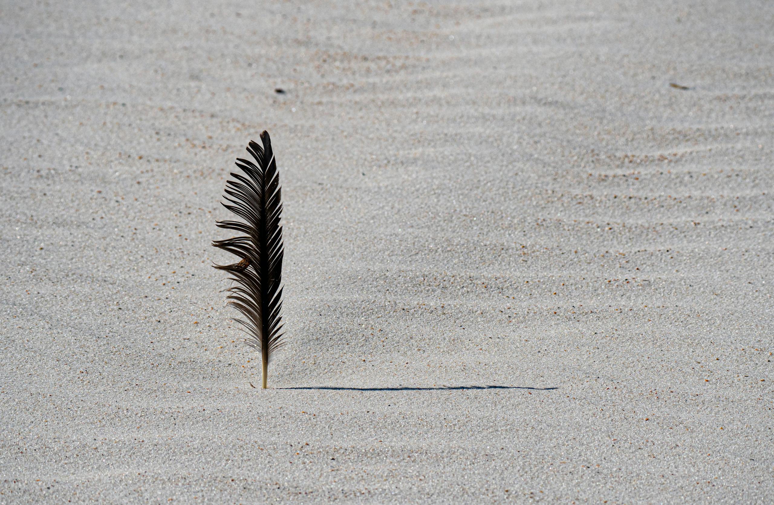 meaning of a black feather