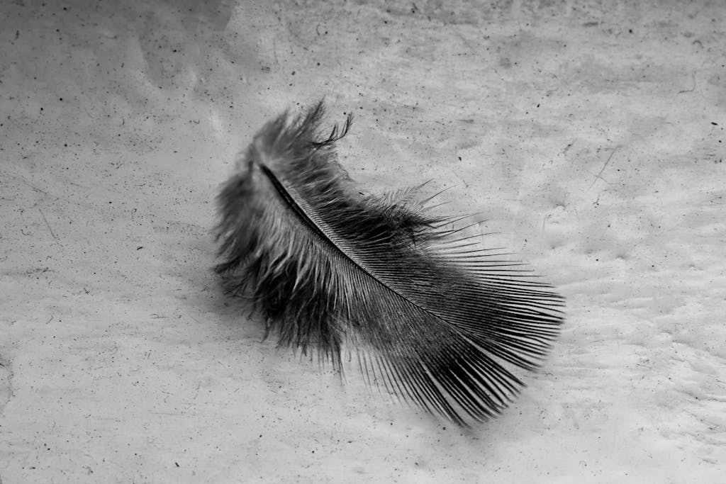 meaning of a black feather