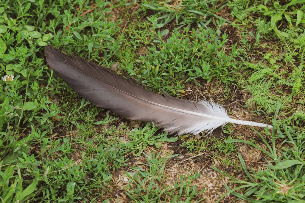 meaning of a black feather
