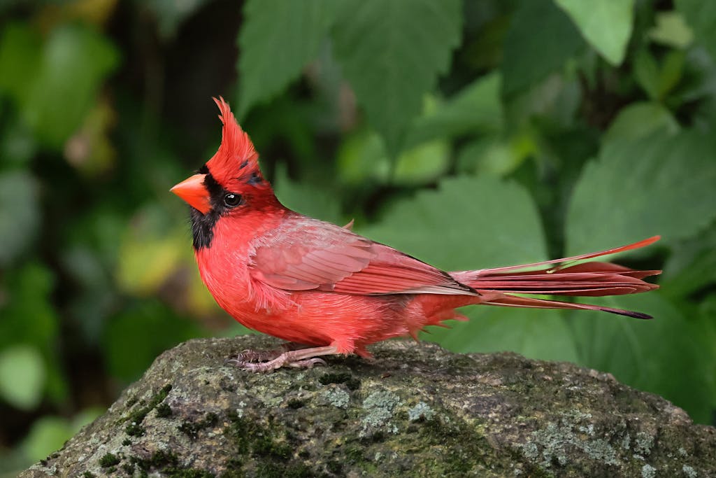 meaning of a cardinal