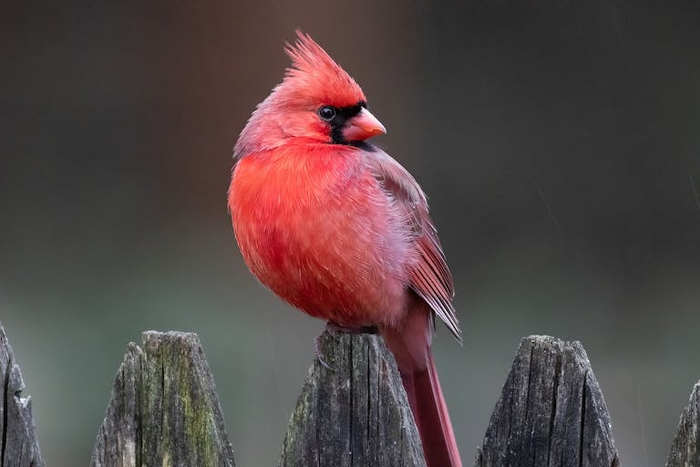 meaning of a cardinal