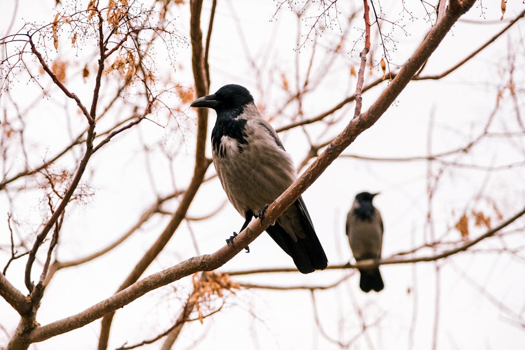 meaning of a crow