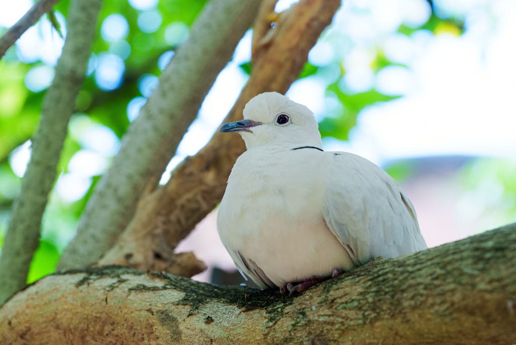meaning of a dove