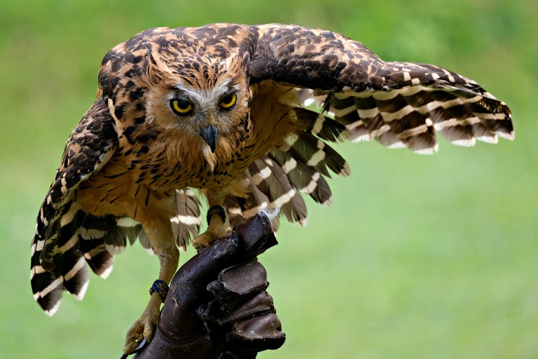meaning of an owl