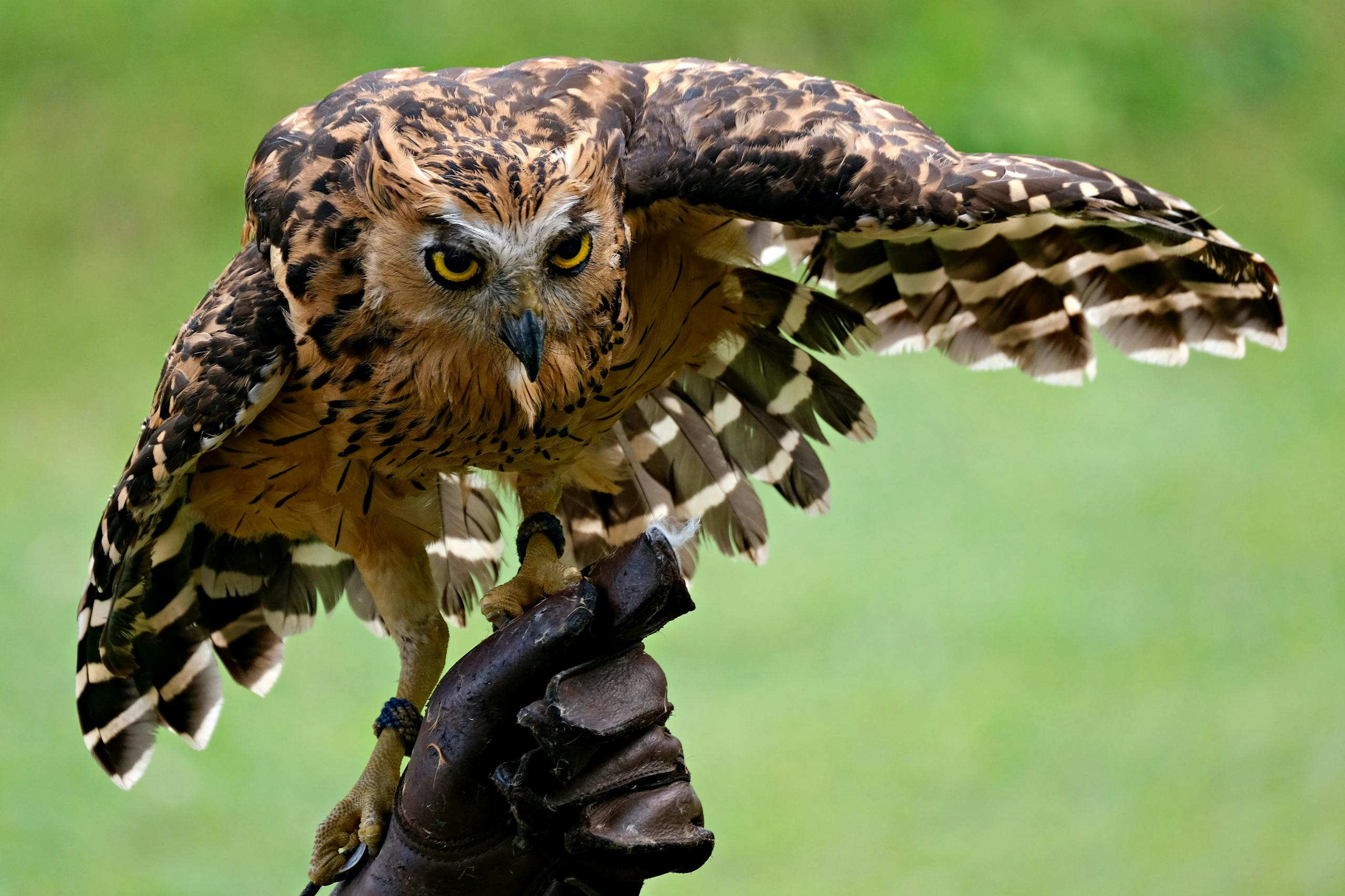 meaning of an owl