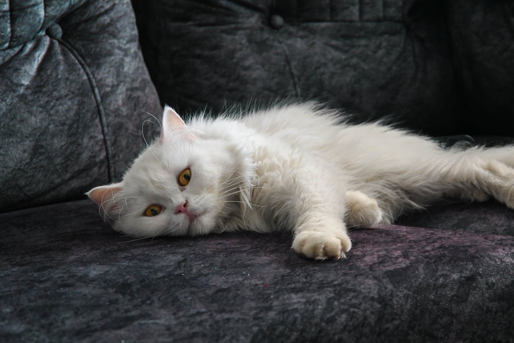 pets in spirit readings