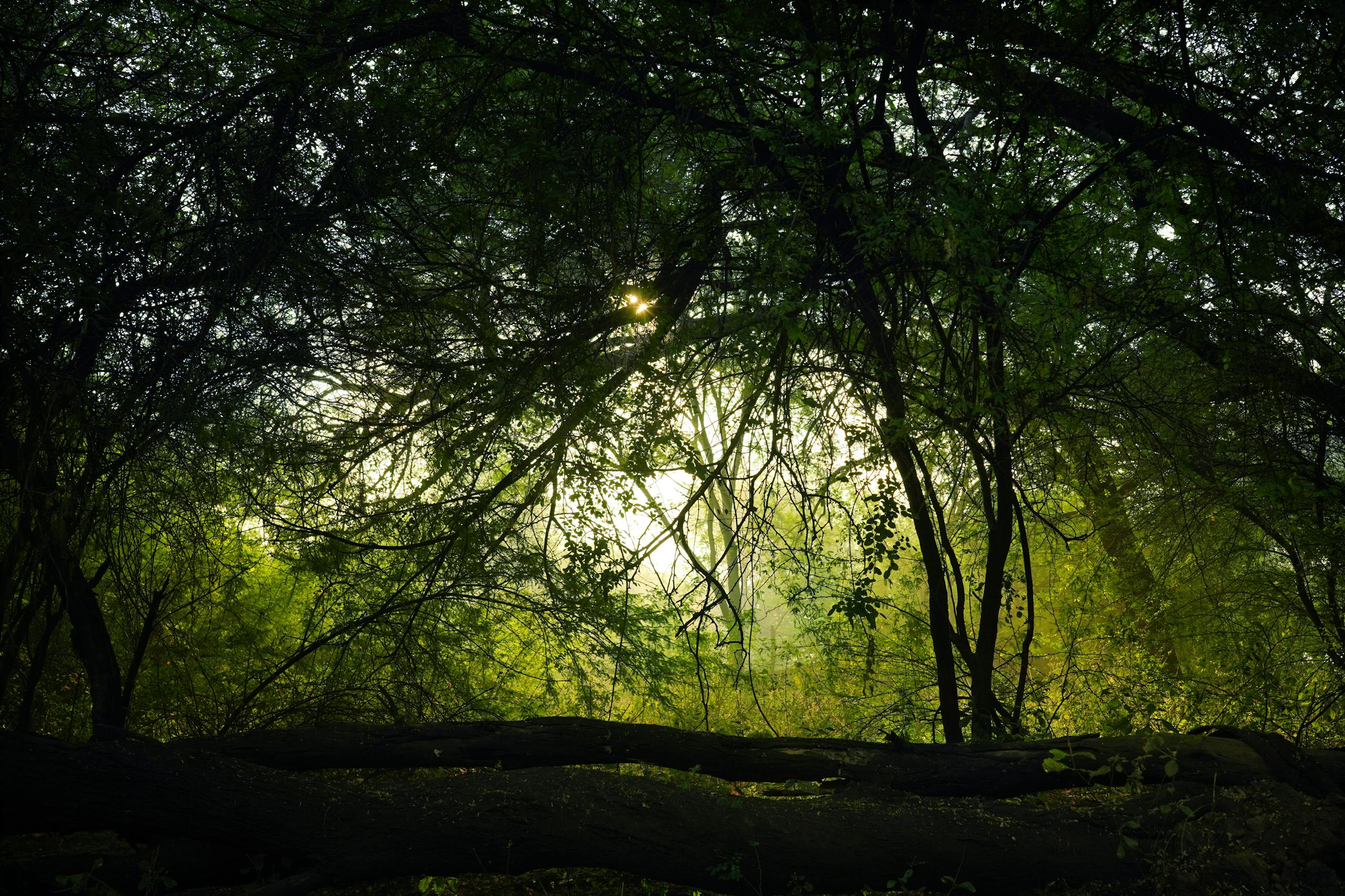 energy clearing for empaths