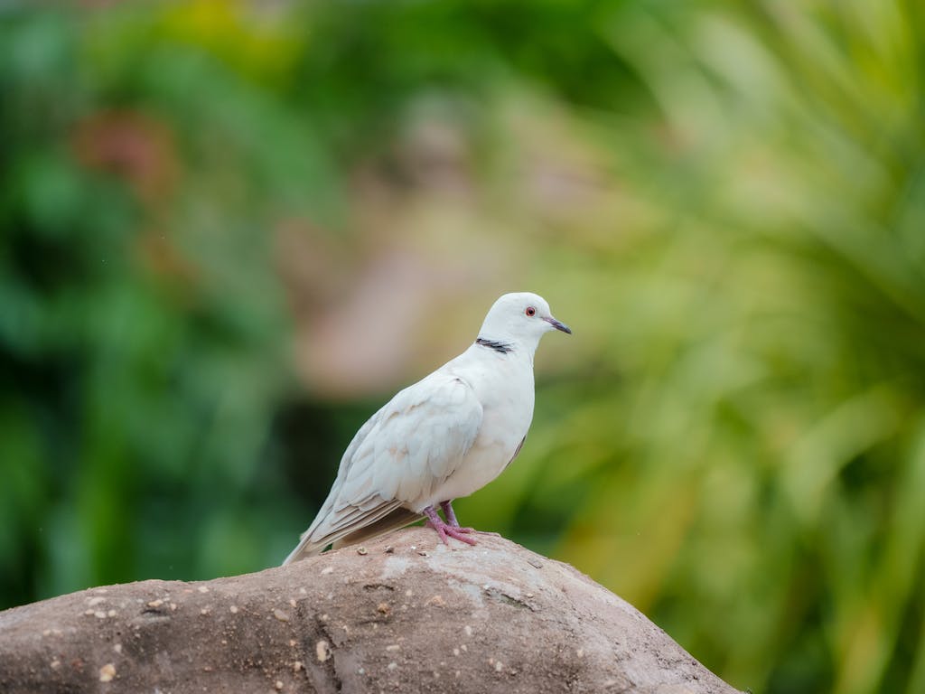 meaning of a dove