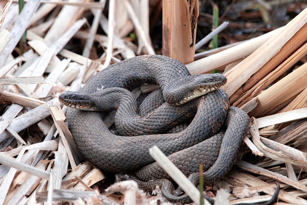 snakes in dreams
