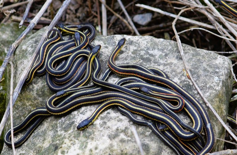 snakes in dreams