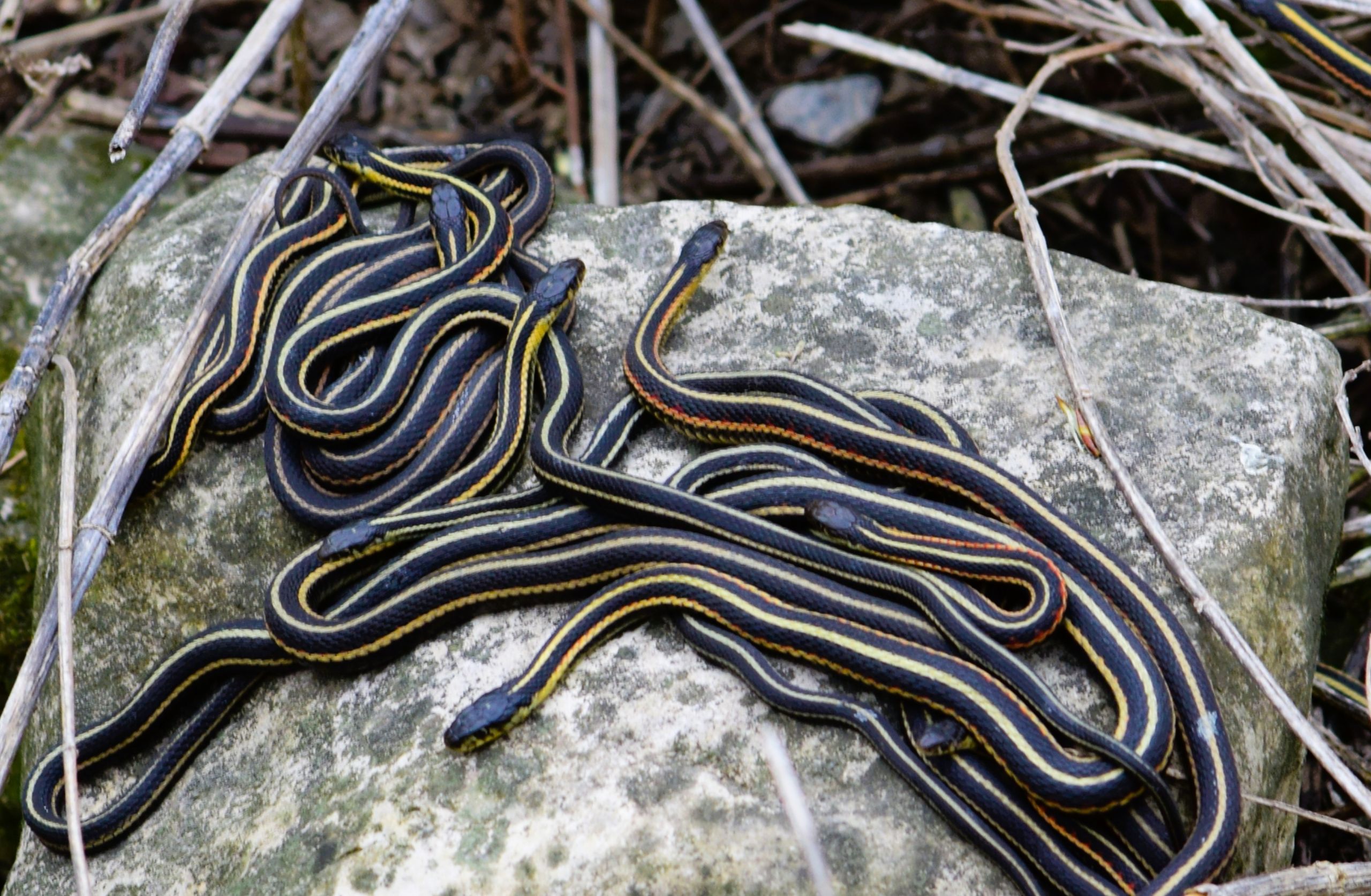 snakes in dreams