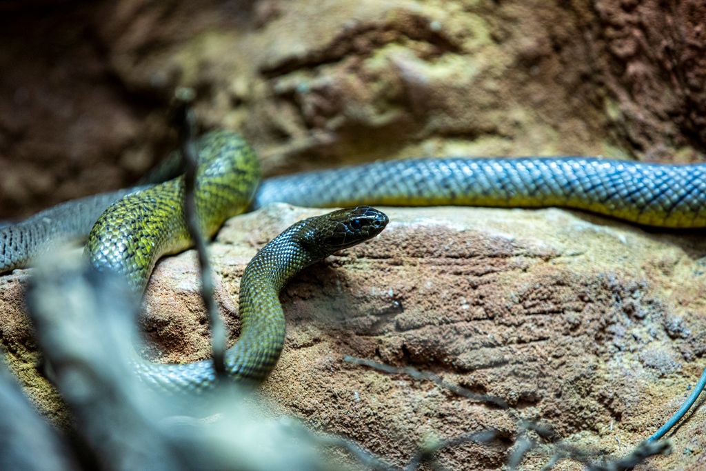 snakes in dreams