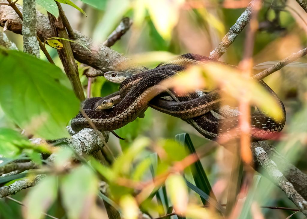 snakes in dreams