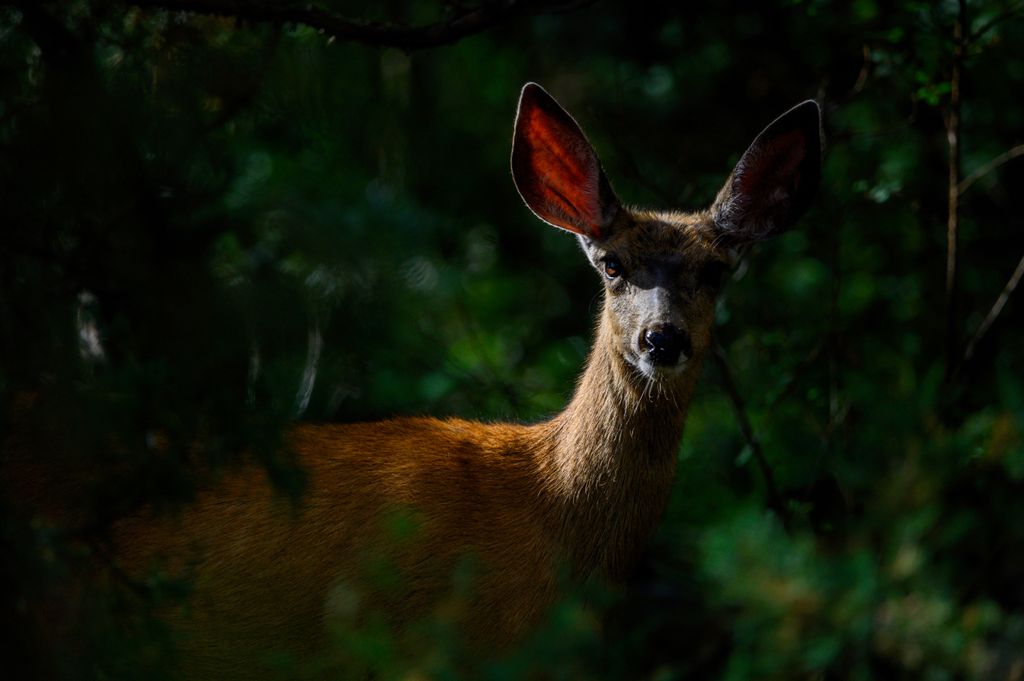 spiritual meaning of a deer