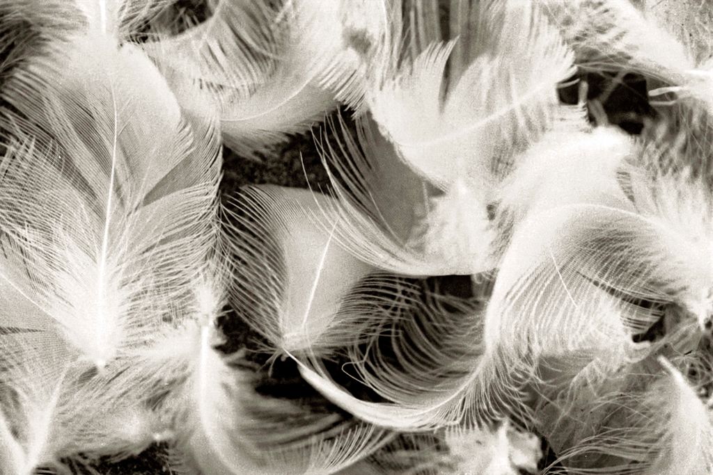 spiritual meaning of a white feather