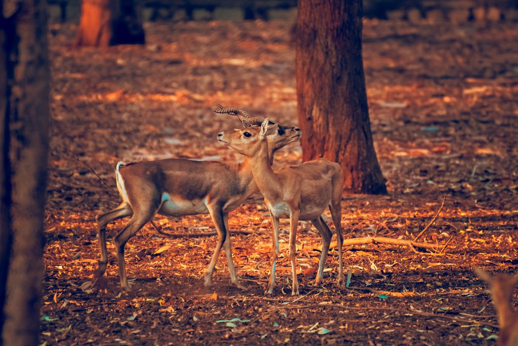 spiritual message of a deer