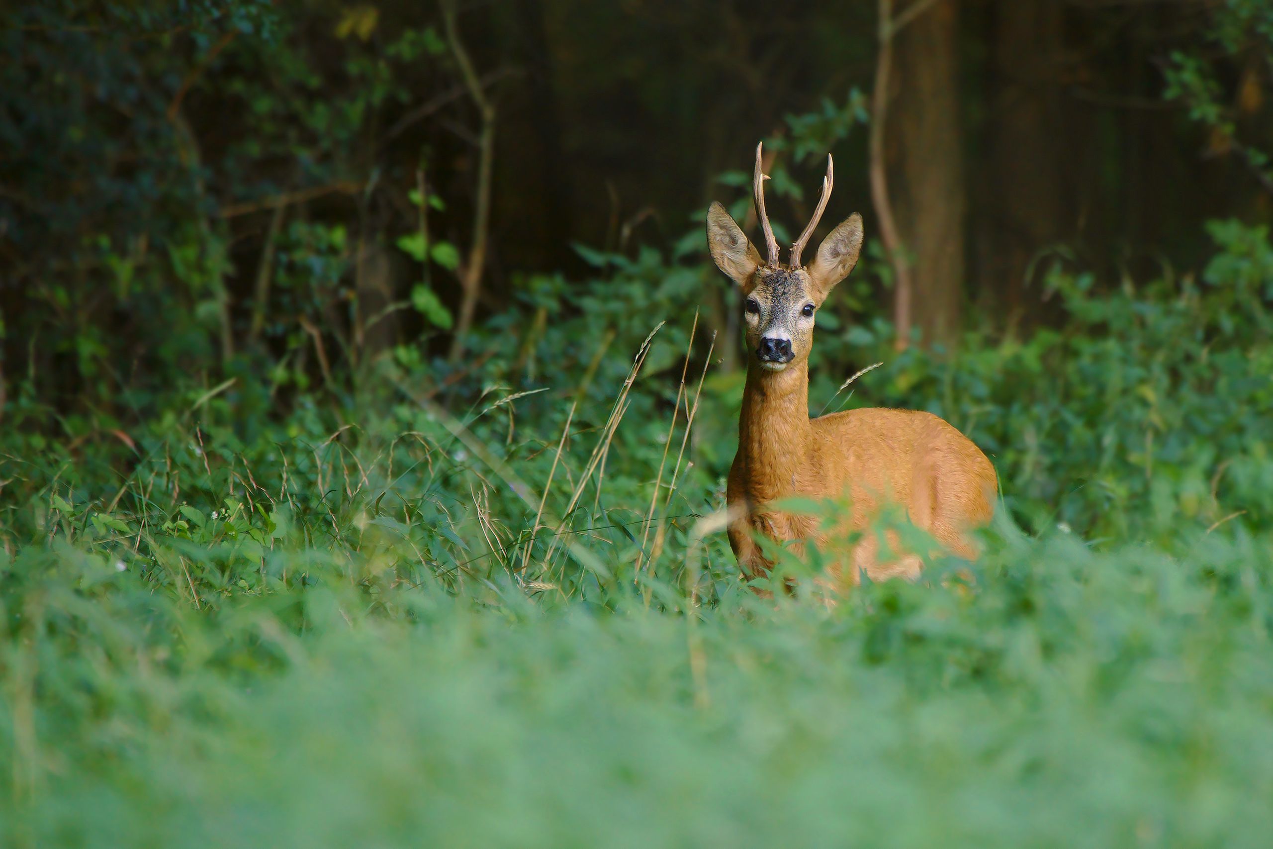 spiritual message of a deer