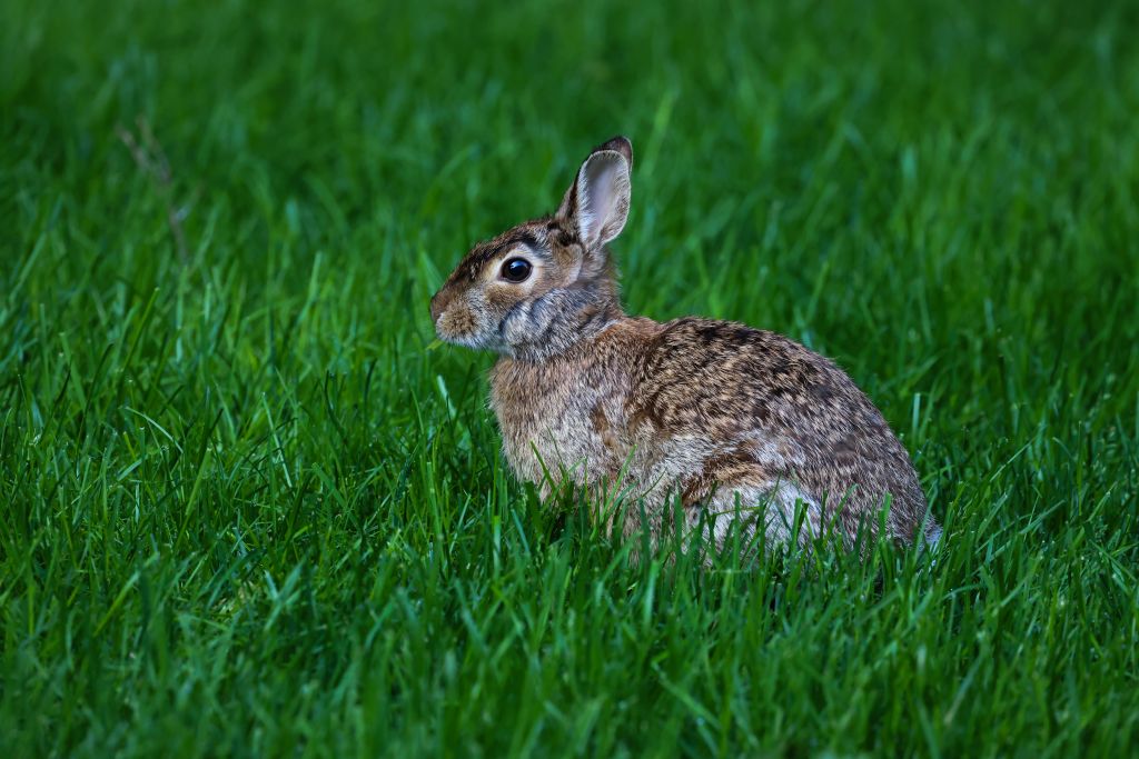 spiritual message of a rabbit