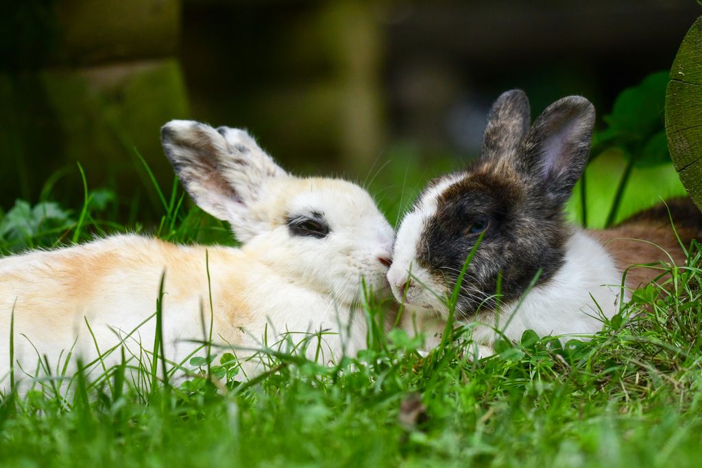 spiritual message of a rabbit