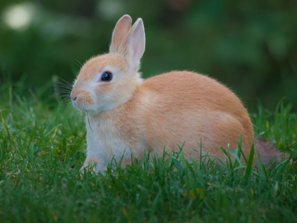 spiritual message of a rabbit
