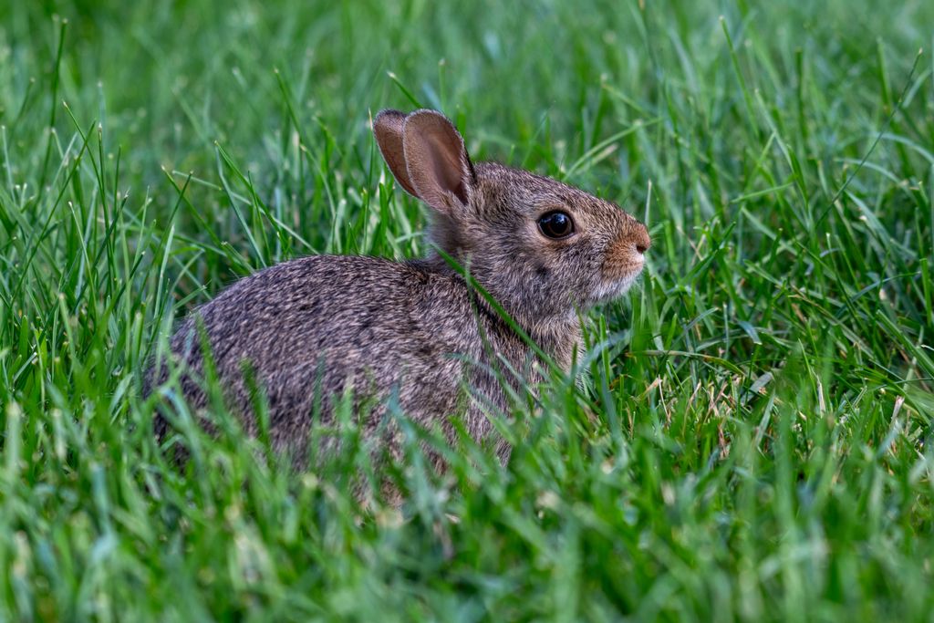 spiritual message of a rabbit