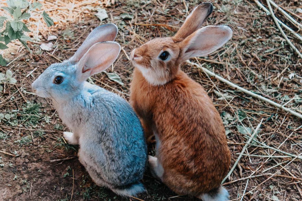 spiritual message of a rabbit