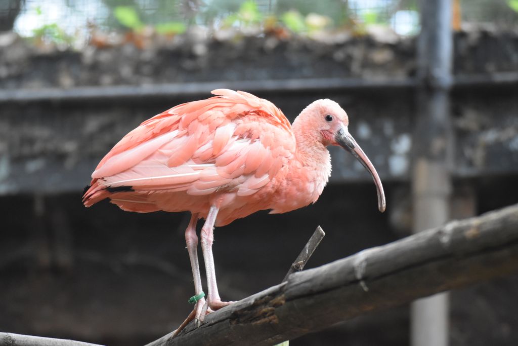 spiritual message of an ibis