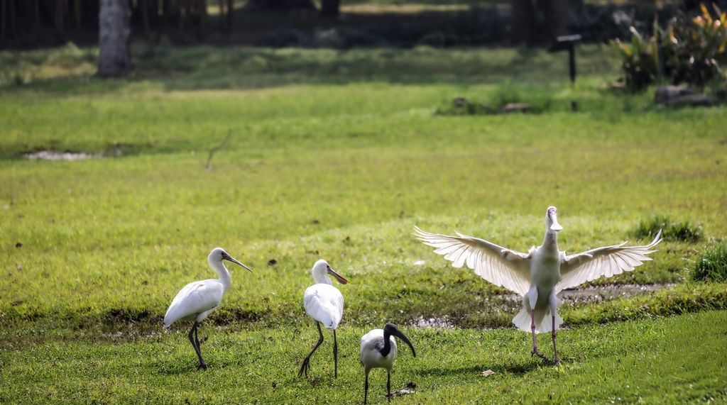 spiritual message of an ibis