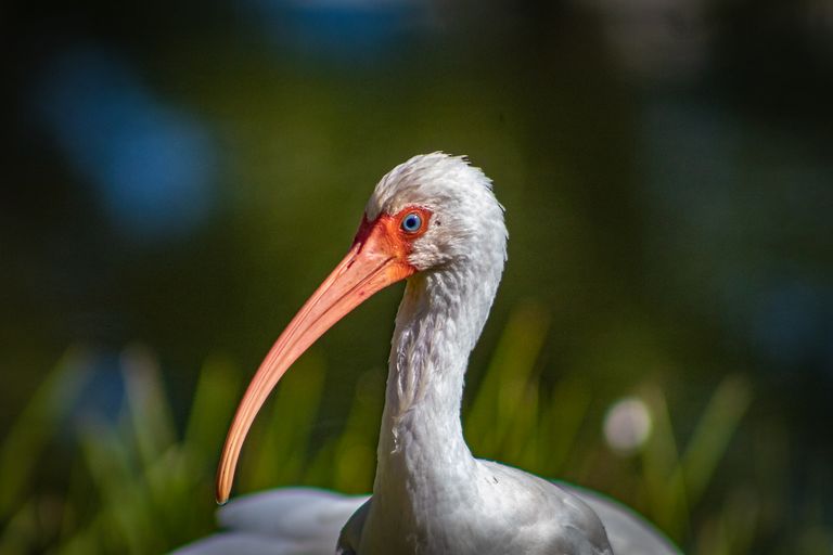 spiritual message of an ibis