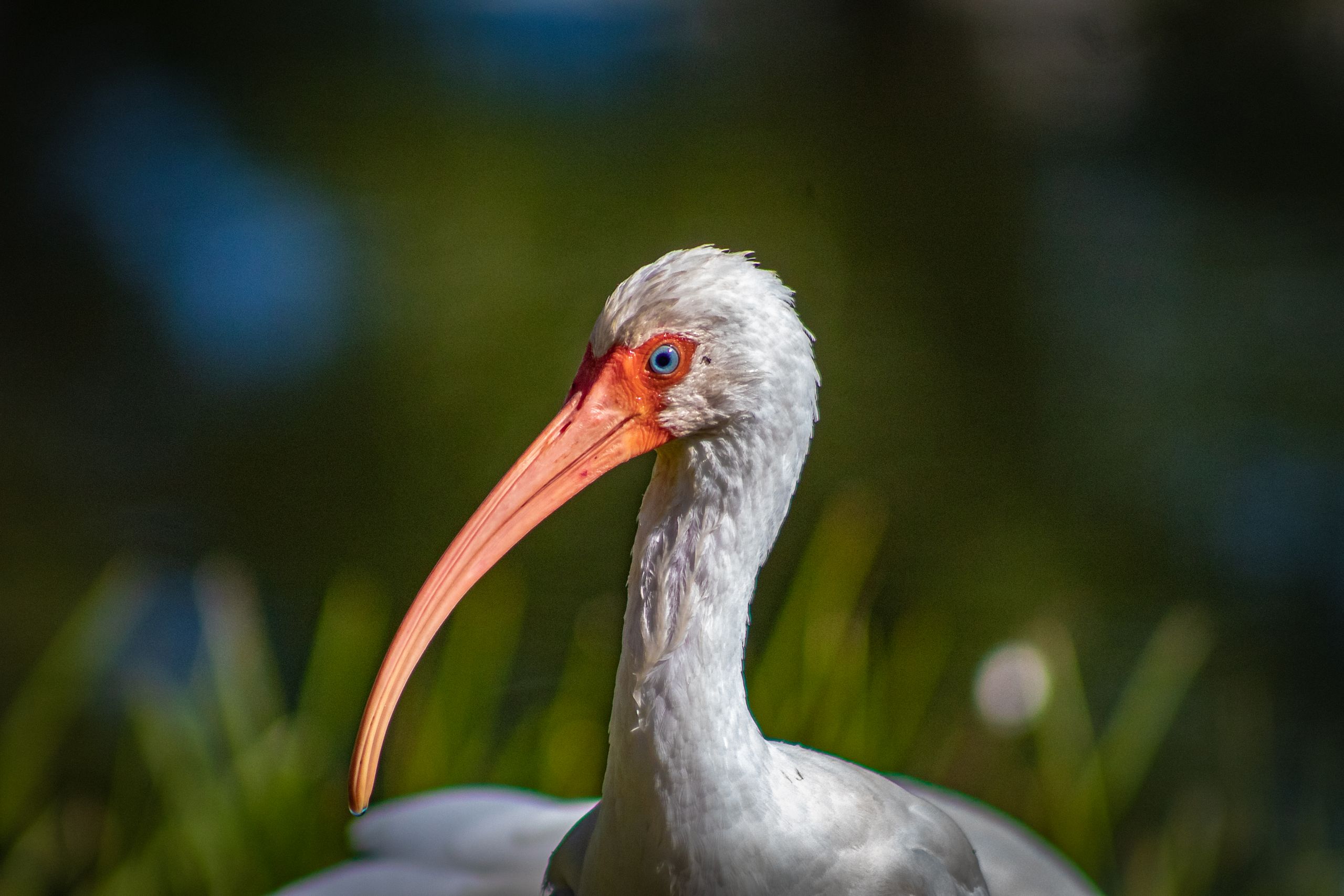 spiritual message of an ibis