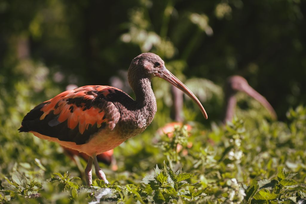 spiritual message of an ibis