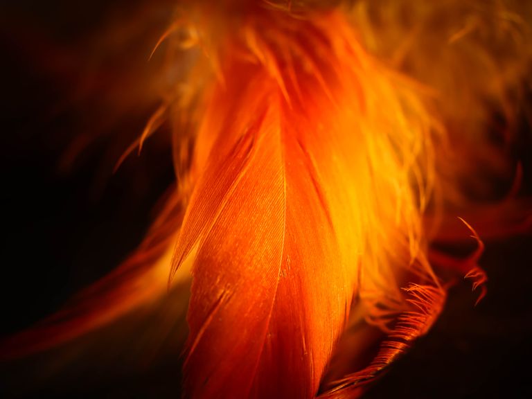 the meaning of an orange feather