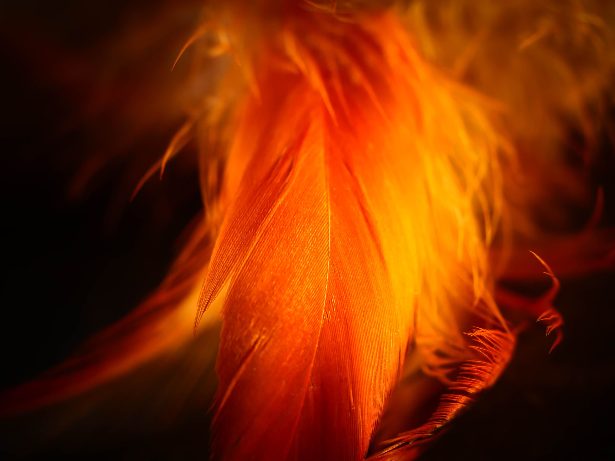 the meaning of an orange feather