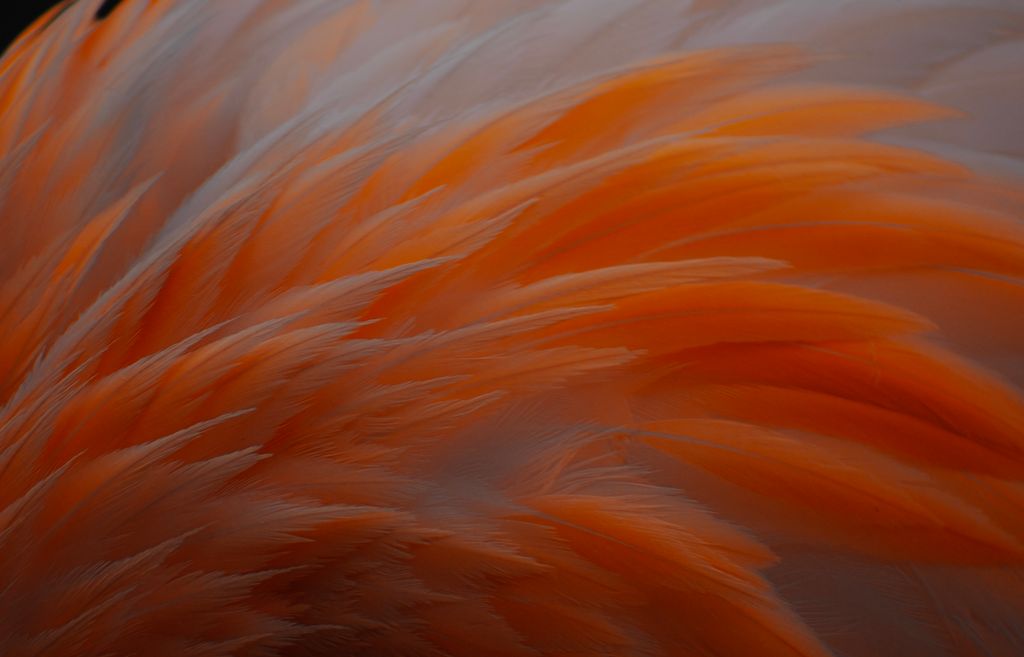 the meaning of an orange feather