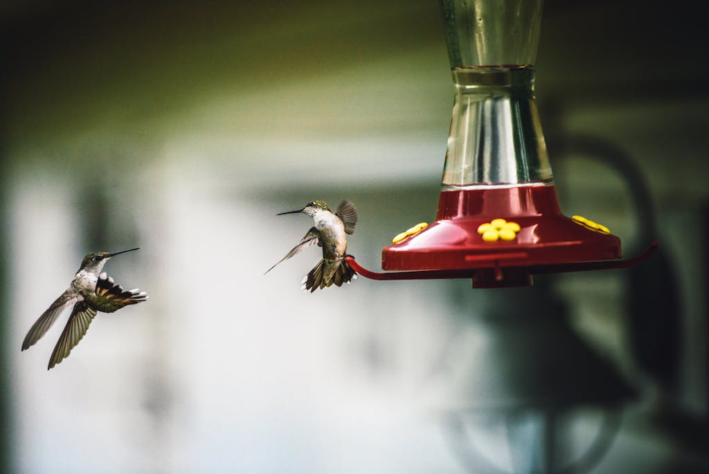 spiritual meaning of a hummingbird