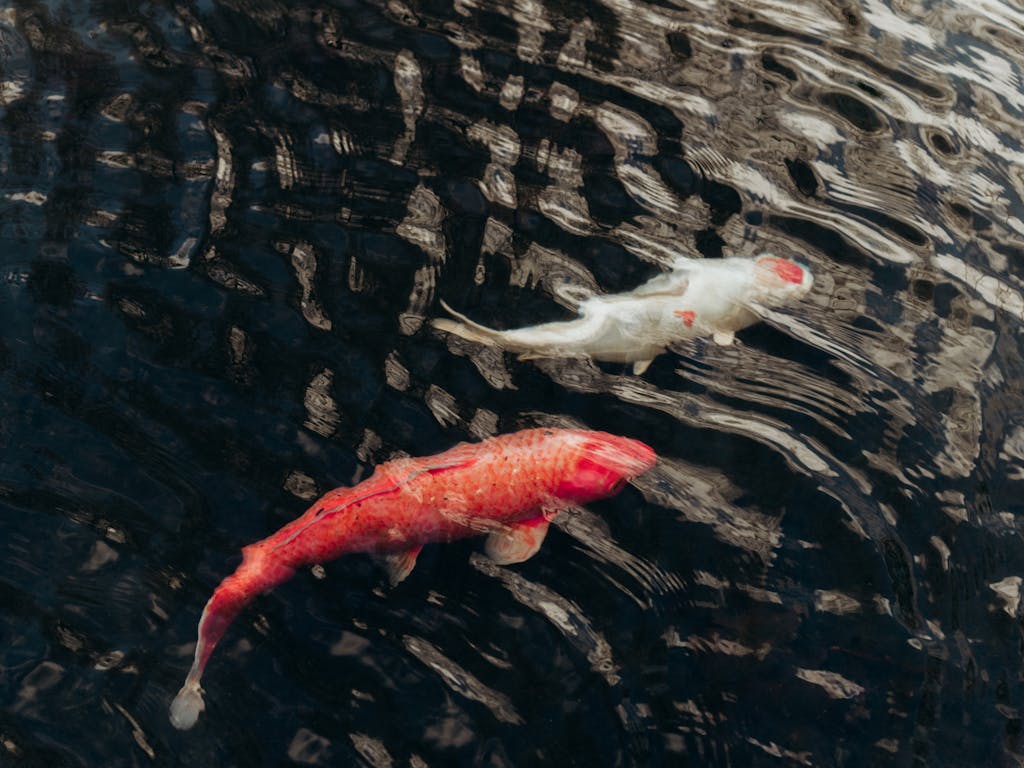 cancer pisces relationship
