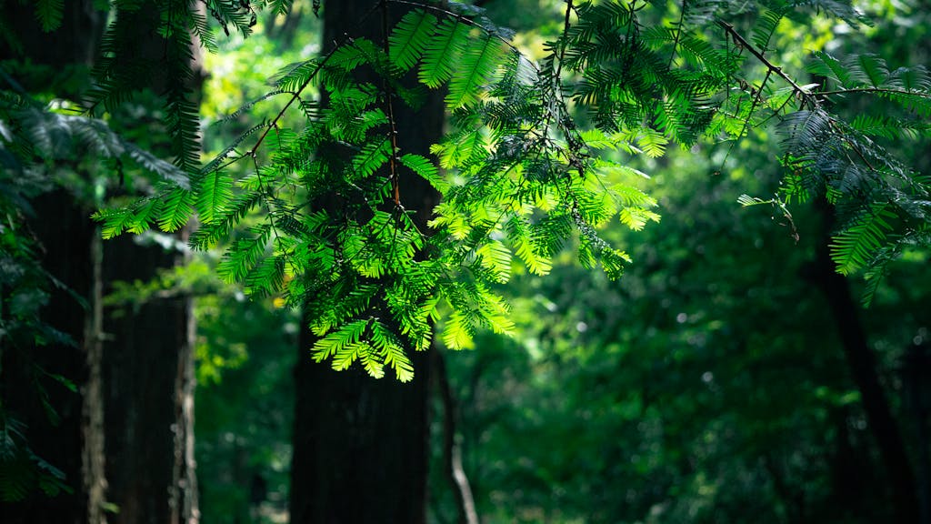 energy clearing for empaths